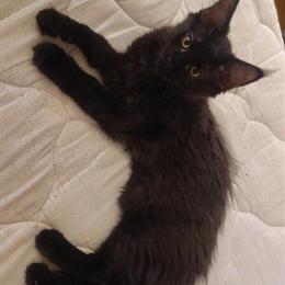 Maine Coon Kitten - Black Smoke Female in Providence, ri