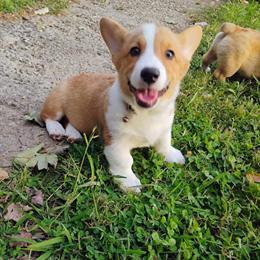 Male Corgi Chase - Friendly and Cuddly in Richmond, va