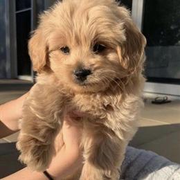 Labradoodle Puppy Needs a New Home in Akron, oh