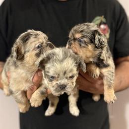 Fluffy Merle Female French Bulldogs for Sale in Statesville, nc