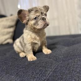 Fluffy Female Merle French Bulldog for Sale in Statesville, nc