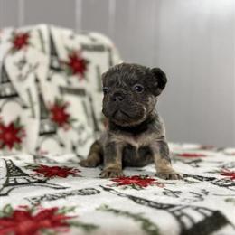 French Bulldog Lilac and Tan Visual Fluffy in Statesville, nc