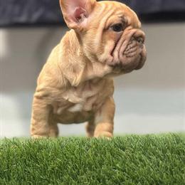 Quality French Bulldog Puppies Available in Huntington Station, ny