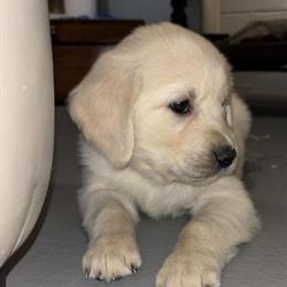 AKC Golden Retriever Males Available in Essexville, mi