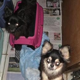 Male and Female Pets Available in Oscoda, mi