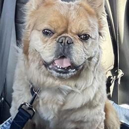 Merele Fluffy Stud Fee - $1200 in Winston-Salem, nc