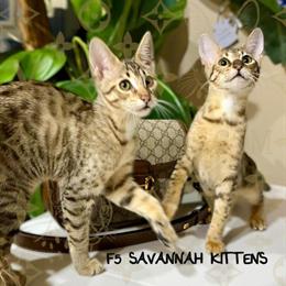 Savannah Kittens for Adoption in Las Vegas in Las Vegas, nv