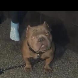 Extreme Bully Pup Available in Chicago, il