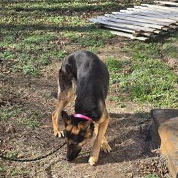 1 Year Old Female German Shepherd in Kings Mountain, nc