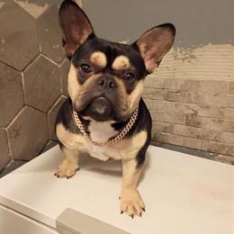 American Bully Black TRI Studding Available for $550 in Chicago, il