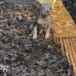 French Bulldog Pup Available ASAP with Small Rehome Fee in Greensboro, nc