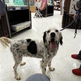 Llewellin Setter for Adoption in Muskegon, mi