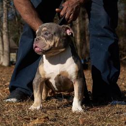 American Bully Puppies for Sale in Conyers, ga