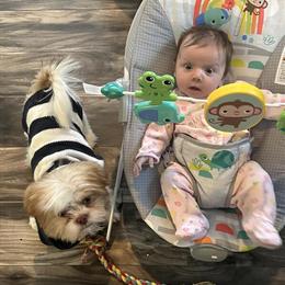 Shih Tzu Odie - Sweet and Well-Behaved in Perryville, ky