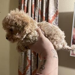 Toy Poodle Puppies Available in Ashland, oh