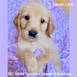 Golden Retriever Puppy from AKC Champion Bloodlines in Sugar Land, tx