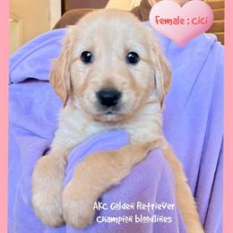 Golden Retriever Puppy from Champion Bloodlines in Sugar Land, tx