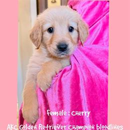 Golden Retriever Puppy from Champion Bloodlines in Sugar Land, tx