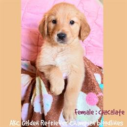 Golden Retriever Puppy from AKC Champion Bloodlines in Sugar Land, tx