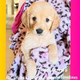 Golden Retriever Puppy from AKC Champion Bloodlines in Sugar Land, tx