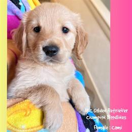 Golden Retriever Puppy from AKC Champion Bloodlines in Sugar Land, tx