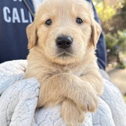 Golden Retriever Puppy from AKC Champion Bloodlines in Sugar Land, tx