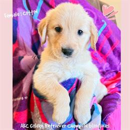 Golden Retriever Puppy from AKC Champion Bloodlines in Sugar Land, tx