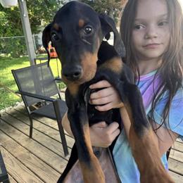 Male Doberman puppies, 12 weeks old, AKC registered in Flint, mi