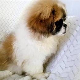 Pekingese Puppy Tao - Friendly and Adventurous Companion in Jacksonville, fl