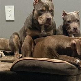 Lilac Tri Female American Bully Looking for a Loving Home in Sparta, nj