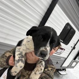Dalmatian Puppies Available in Nashville, mi
