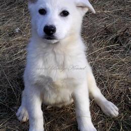 White German Shepherd Female Puppies for Sale in Frederick, md