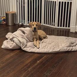 Female Great Dane Looking for a New Home in Cincinnati, oh