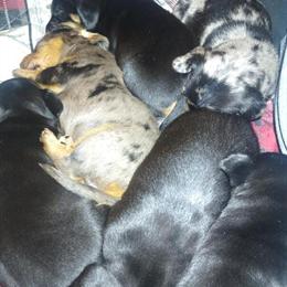 Mini Black and Tan Dachshund Puppy Available in Jefferson City, tn