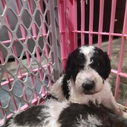 Standard Poodle Puppies for Adoption in Orleans, in
