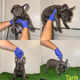 Quality French Bulldog Available in New York, ny