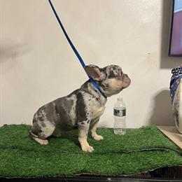 Quality French Bulldog Available for New Home in New York, ny
