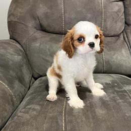 AKC Male Cavalier King Charles Spaniel Looking for Forever Home in Odon, in