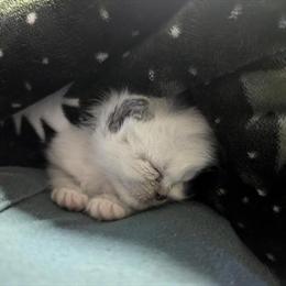 Ragdoll kitten ready for a loving home in Spruce Pine, nc