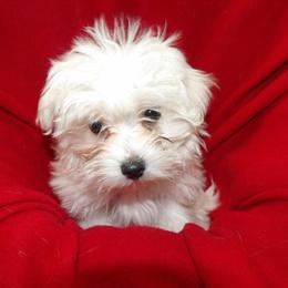 Female Maltese Puppy Available for Adoption in Paterson, nj