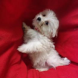 Female Maltese Puppy Available for Adoption in Paterson, nj