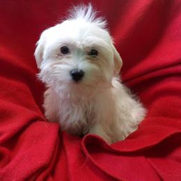 Female Maltese Puppy Available for Adoption in Paterson, nj