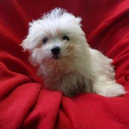Female Maltese Puppy Available in New Jersey in Paterson, nj