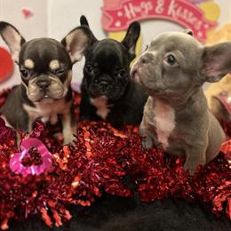 French Bulldog Puppies Available at Great Prices in Summerville, sc