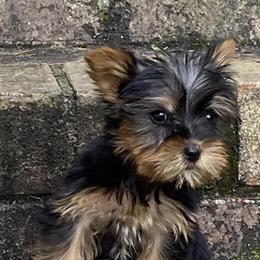 Yorkshire Terrier Puppy - 9 Weeks Old and Ready to Go in Loganville, ga