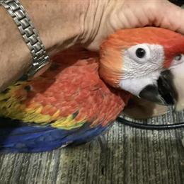 Scarlet Baby Birds for Sale in Nokomis, fl