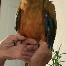 Baby Catalina/Shamrock Macaw Available in Nokomis, fl