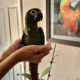 Hahn's Macaw Baby - Playful and Great with Kids in Nokomis, fl
