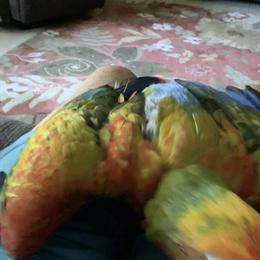 Hybrid Shamrock/Scarlet Macaw Looking for a New Home in Nokomis, fl