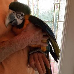 Blue and Gold Macaw Baby for Adoption in Nokomis, fl
